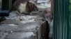 Нашествие крыс в Москве: жители ЖК на севере столицы бьют тревогу